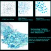 DealKits 12 Colours Festival Glitter Set for Face/Body, Carnival/Party