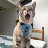 Voyager Step-in Lock Cat Harness and Reflective Cat Lead with