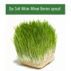 Palouse Brand Certified Glyphosate Residue Free Palouse Brand Soft White