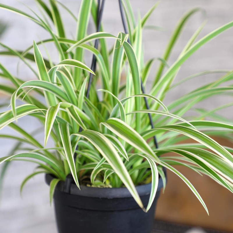 Spider Plant Live Plants in 6 Inch Plant Pot for