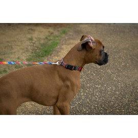 Country Brook Petz - Deluxe Serape Dog Collar - Made in The U.S.A. - Country and Western Collection Featuring Rustic Designs (1 Inch, Medium)