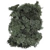 Tokyo Hall Preserved Finland Moss (approx. G) – Moss Green