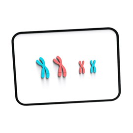 Colcolo Meiosis Chromosome Changes Model Learning Tools Biological Materials Teaching Experiment Demonstration Kit for Middle School, Red Blue