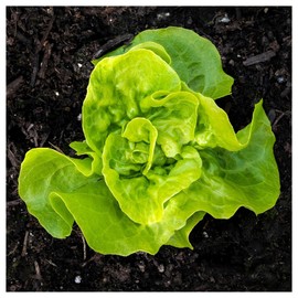 Everwilde Farms - 1/4 Lb Organic Tom Thumb Leaf Lettuce Seeds - Gold Vault