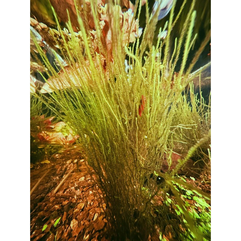 *INSTANT AQUARIUM CYCLE* Bacteria Starter With Live Microfauna + Plants