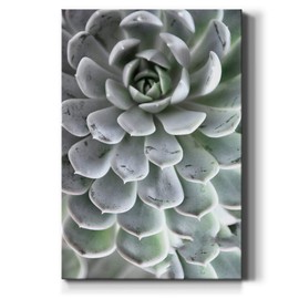Renditions Gallery Succulent Closeup Wall Art, Colorful Nature Decor, Unique Floral & Botanical Artwork, Premium Gallery Wrapped Canvas, Ready to Hang, 24 in H x 36 in W, Made in America
