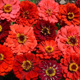 Outsidepride 1000 Seeds Annual Zinnia Elegans Berry Tart Flower Seed Mix for Planting