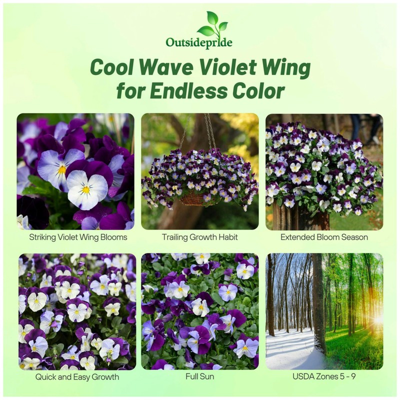 Outsidepride Cool Wave Violet Wing Viola Pansy Seeds for Planting