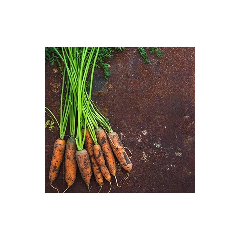 1200 Little Finger Carrot Seeds for Planting Heirloom Non-GMO 2+