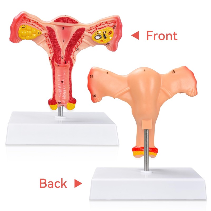 SimCoach Human Uterus and Ovary Anatomical Model, Female Reproductive Model