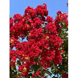 6 Pack - Red Flowering Crape Myrtle Trees - Lagerstroemia - Quart Container - 6-12 Inches Tall