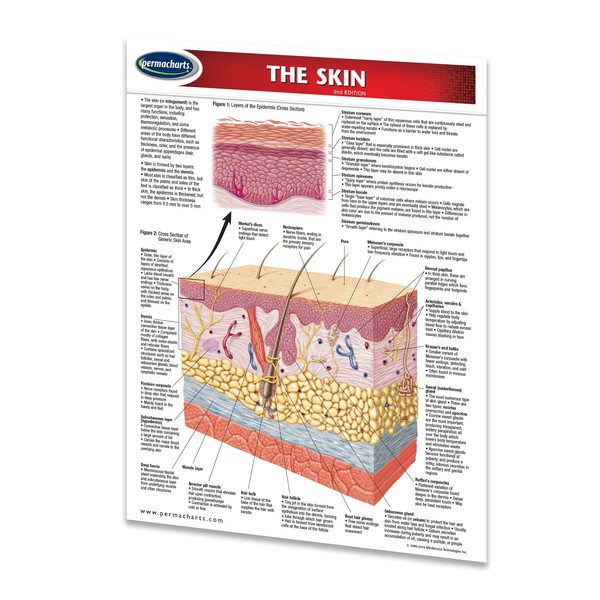 The Skin - Human Skin Guide Medical Quick Reference Guide