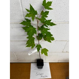 Unbranded Silver Maple qt pot (Acer saccharinum)