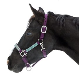 Kensington Premium Nylon Halter Size: M-Small Horse Color: 2019 - Imperial Jade