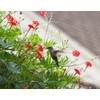 Hummingbird Vine✿CARDINAL CLIMBER✿Cypress Vine✿100 SEEDS✿15+Ft Vines✿Red Flowers