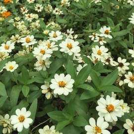 Zinnia Flower Garden Seeds - Profusion Series - White - Packet of 10 Seeds - Annual Flower Gardening Seed - Zinnia elegans x angustifolia