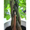 15.35"(39cm) Sandalwood Incense Sticks 21 Packed 4hours joss Sticks