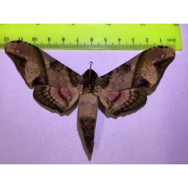 MPSP 10 Sphingidae   A+/A-  SALE  Butterflies  Moths