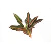 Croton Oak Leaf -4'' from California Tropicals
