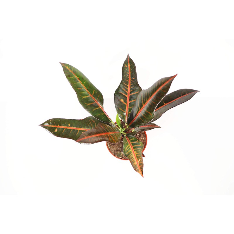 Croton Oak Leaf -4'' from California Tropicals