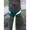 WCP Tree Ware (2 Set of Pieces) Japan Manufacturer Brand