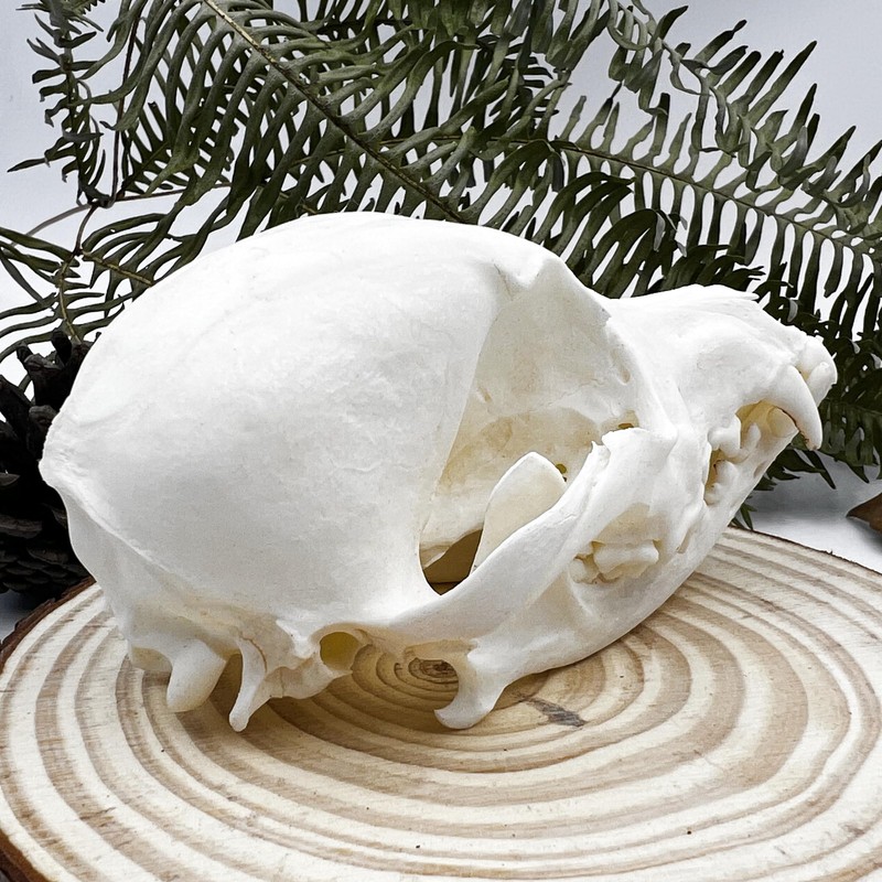 Taxidermy Real Animals Skull Decor - Model Animals Bones Specimen,Taxidermy