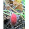 Wilde Aardappel Tubers- Wild Edible Vine - Delicious Roots, Shoots,