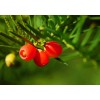 CZ Grain 30 Japanese Yew Tree Seeds - Taxus cuspidata-