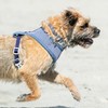 HUGO & HUDSON Nylon Dog Collar with Quick Release Safety