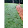 celestial Creeping Red Fescue Seed Mow Extremely Shade Tolerant 1oz