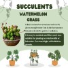 15+ Seeds Watermelon Grass Succulent Fast Growing Low-maintenanc