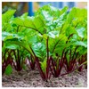 Everwilde Farms - 1/4 Lb Merlin Beet Seeds - Gold