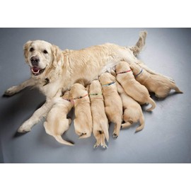 Puppy ID Collar Identification Soft Nylon Adjustable Breakaway Safety Whelping Litter Collars for Newborn Pets with Record Keeping Charts 12pcs/Set (S)