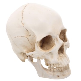 Healvian 1：1 Human Skull Model Realistic Skeleton Bones 7.47 Inch Detachable Medical Skull Model for Scientific Education Anatomical Teaching Tool