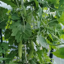 ZEshops 15pcs Bitter Melon Seeds – Fast-Growing Green Skin Bitter Gourd (Balsam Pear).