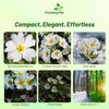 Outsidepride White Common Primrose Seeds - 200 Pcs Perennial, Hardy,