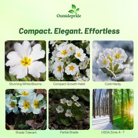 Outsidepride White Common Primrose Seeds - 200 Pcs Perennial, Hardy, Easy to Grow & Low Maintenance Flower Seeds for Planting Vibrant Soft Blooms, for Containers, Borders & Erosion Control