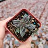 FOLIAGEMS Live Succulent Cactus Plants from USKC (2" Pot) (Crassula