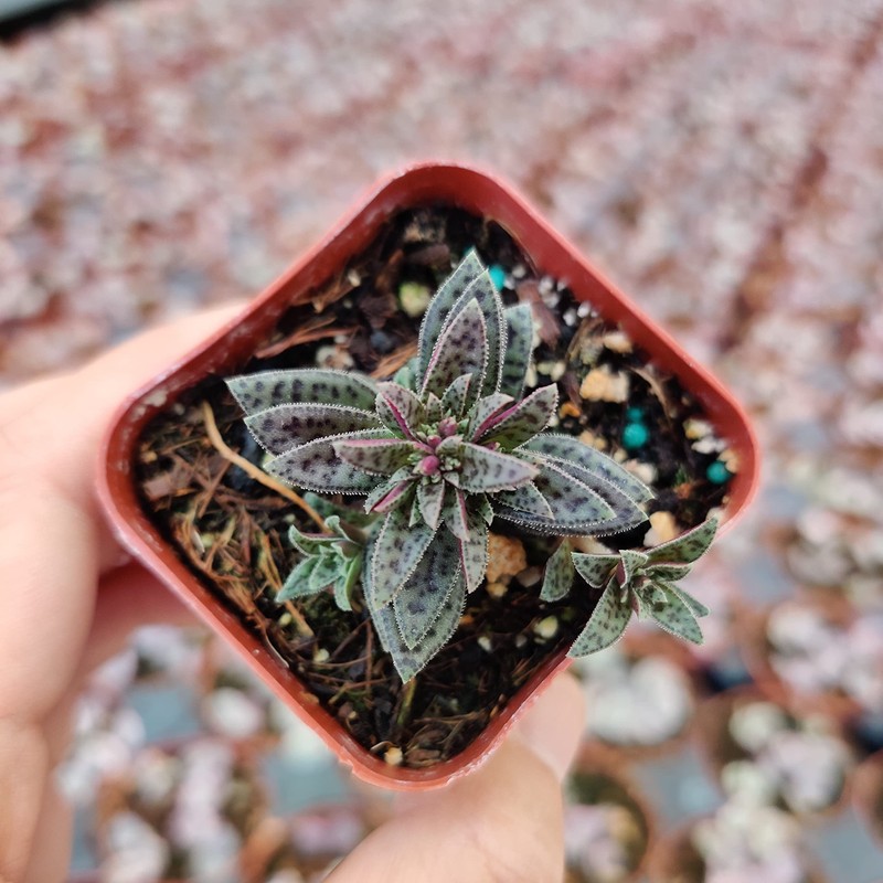 FOLIAGEMS Live Succulent Cactus Plants from USKC (2" Pot) (Crassula