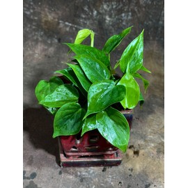 PLANTVERS Jade Philodendron in a 4" Nursery Pot – Philodendron Cordatum – Heartleaf Green Plant – Easy Care Vining Houseplant – Low Light Indoor Plant – Air Purifying Plant