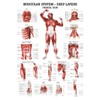 The Muscular System Deep Layers, Front Laminated Anatomy Chart
