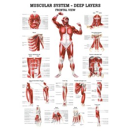The Muscular System Deep Layers, Front Laminated Anatomy Chart