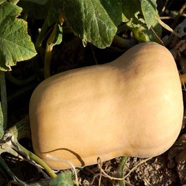 Waltham Butternut Winter Squash Garden Seeds - 4 Oz - Heirloom, Non-GMO - Vegetable Gardening Seed - Butter Nut