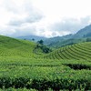 Fonming Tea Jasmine Tea Bags, High Grown Oolong Tea Leaves