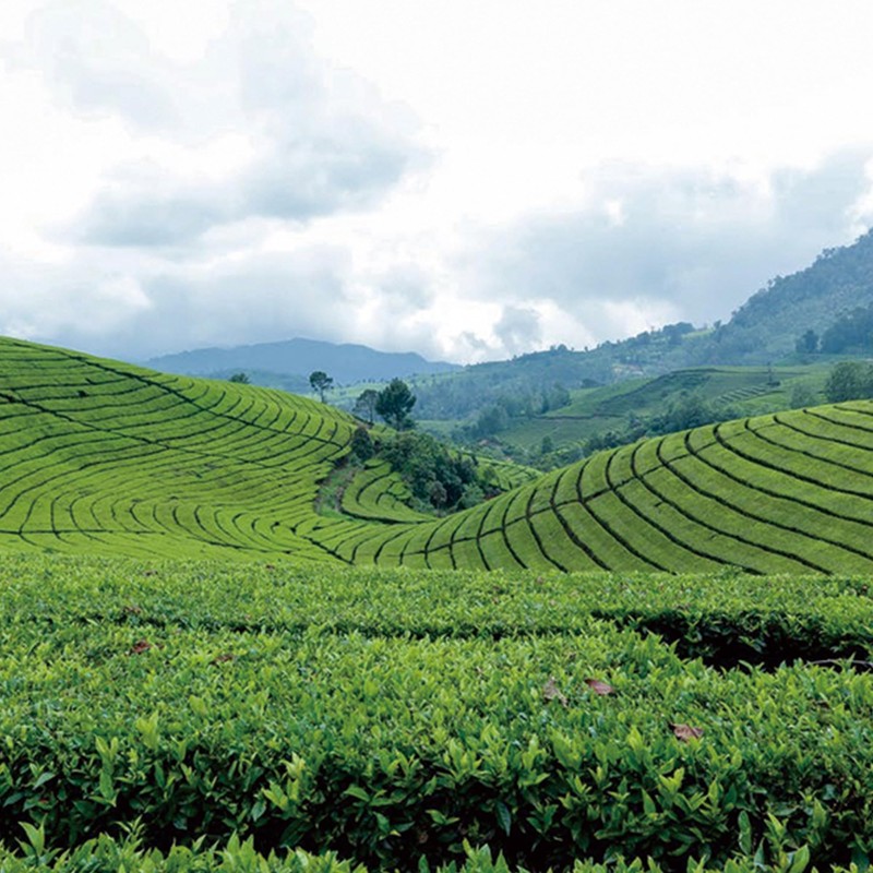 Fonming Tea Jasmine Tea Bags, High Grown Oolong Tea Leaves