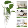 YARNOW 2pcs Clear Circular Cone Glass Wall Hanging Vase, 3.5