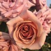 Heirloom Roses Koko Loko Rose Plant - Brown/Multi Colored Rose