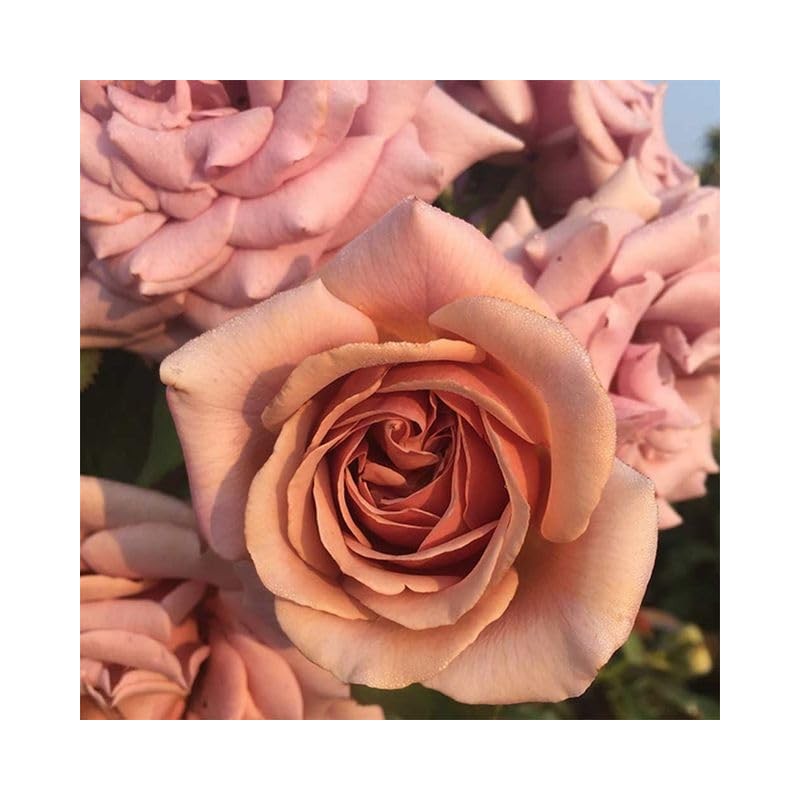 Heirloom Roses Koko Loko Rose Plant - Brown/Multi Colored Rose