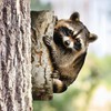 BLACK FOREST DECOR Racoon Peeking Tree Metal Art