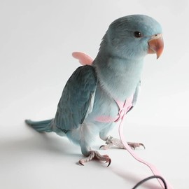 Parrot Flying Harness Leash Suit Pet Bird Outdoor Flight Training Rope Cockatiel Supplies